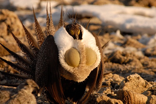 The Disappearance of the Sage Grouse